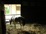 horse